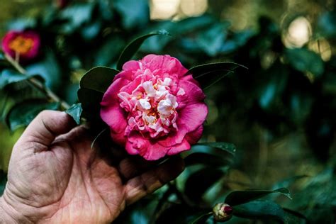 Black Beauty Camellias: Unveiling the Beauty Within Darkness